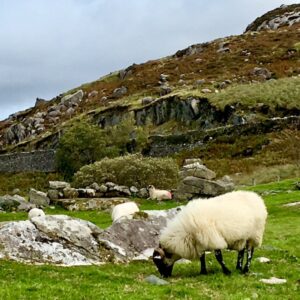 Sheep grazing on side of mountain in Ireland