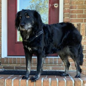 My rescue dog standing on the front stoop